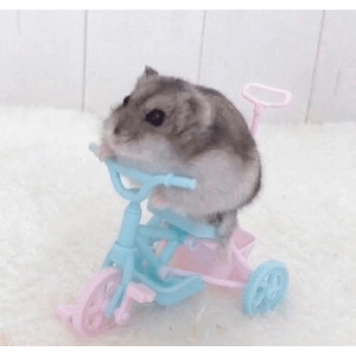 Hamster Gemoy