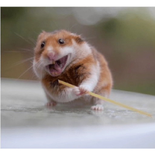 Hamster Gemoy