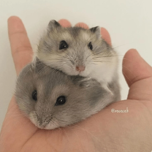 Hamster Gemoy preview
