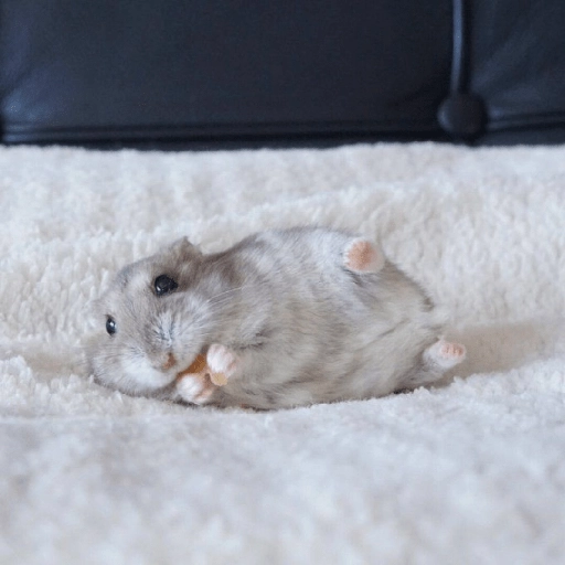 Hamster Gemoy