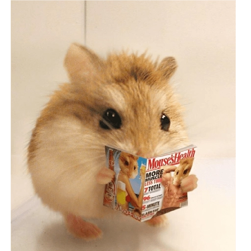 Hamster Gemoy