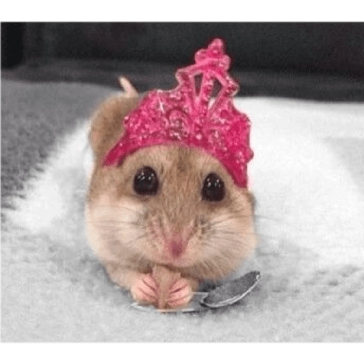 Hamster Gemoy