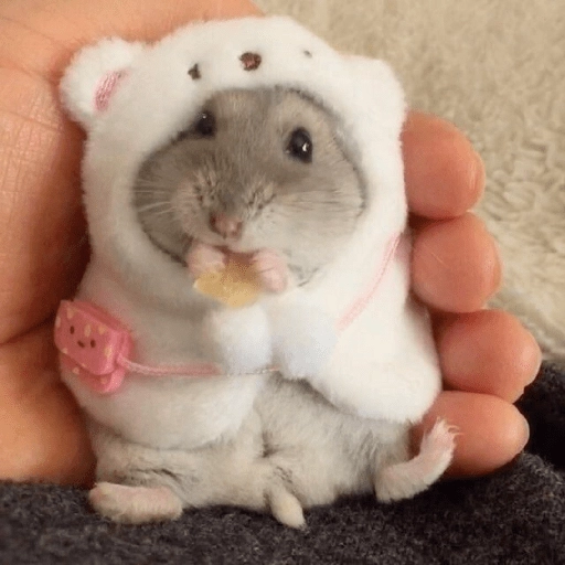 Hamster Gemoy