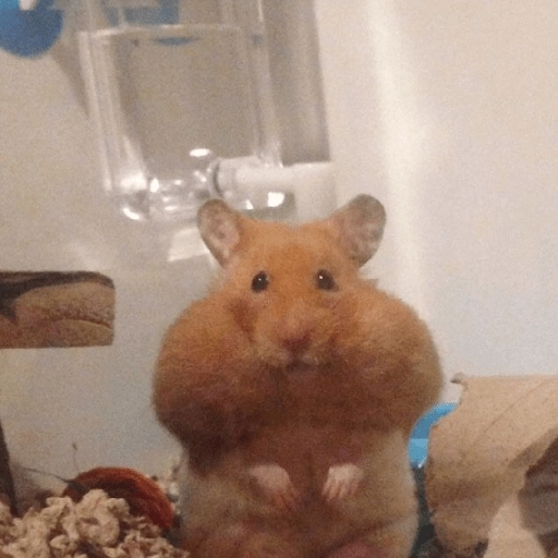 Hamster Gemoy