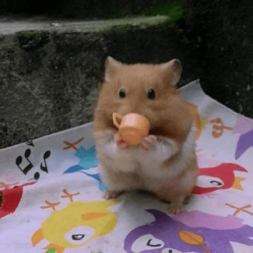 Hamster Gemoy