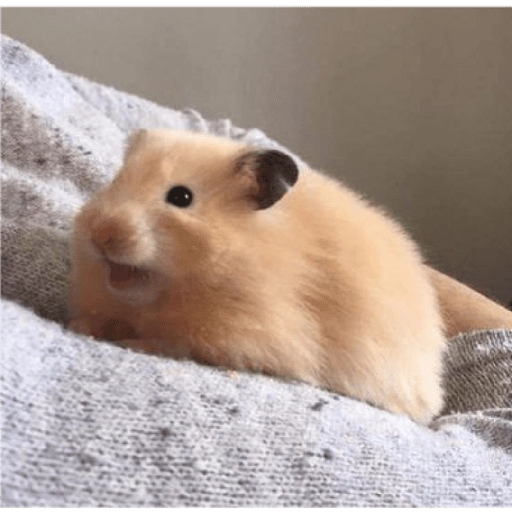 Hamster Gemoy