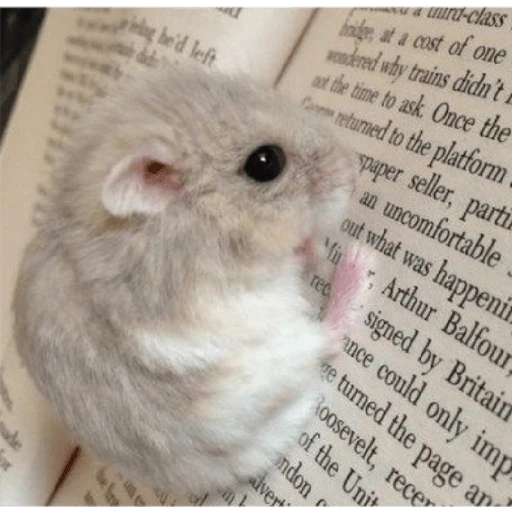 Hamster Gemoy