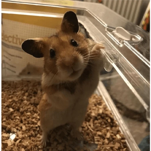 Hamster Gemoy
