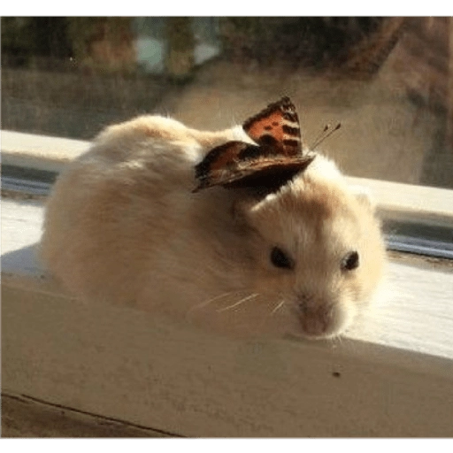 Hamster Gemoy