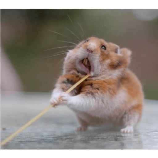 Hamster Gemoy