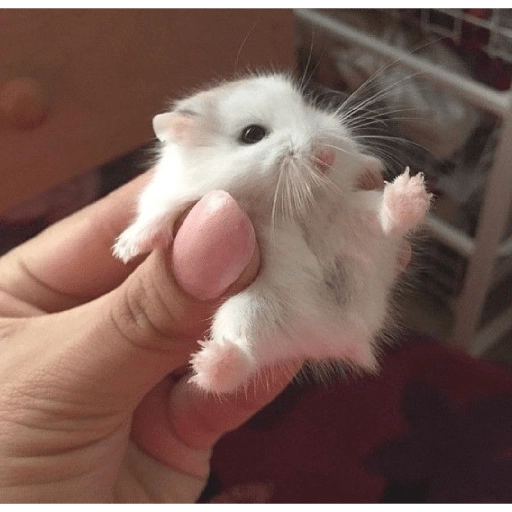 Hamster Gemoy