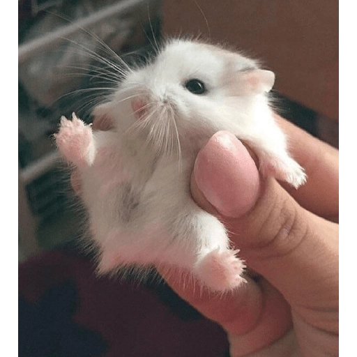 Hamster Gemoy