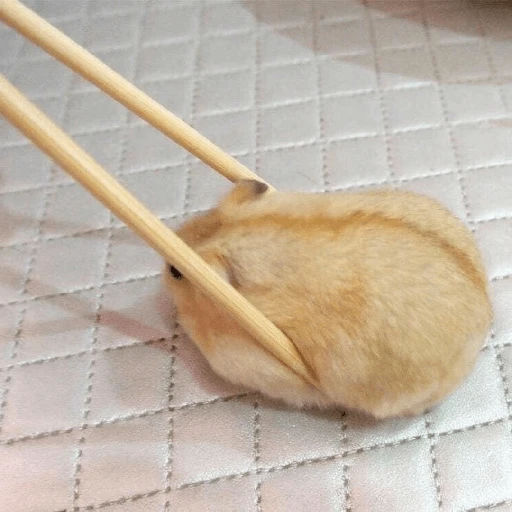 Hamster Gemoy