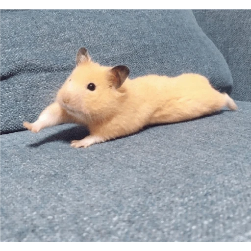 Hamster Gemoy