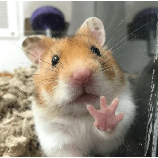 Hamster Gemoy