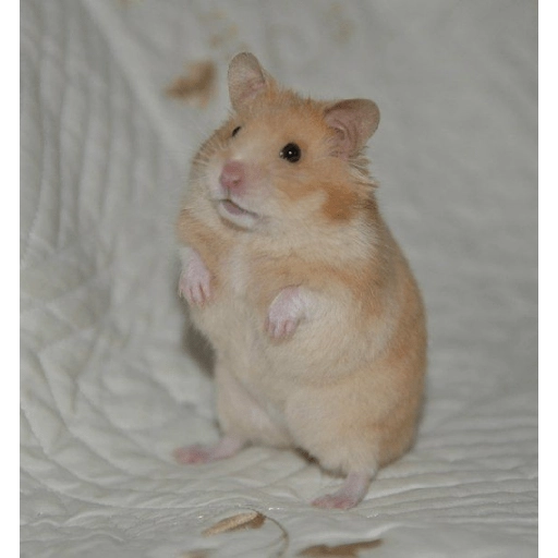 Hamster Gemoy