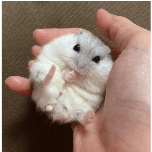 Hamster Gemoy