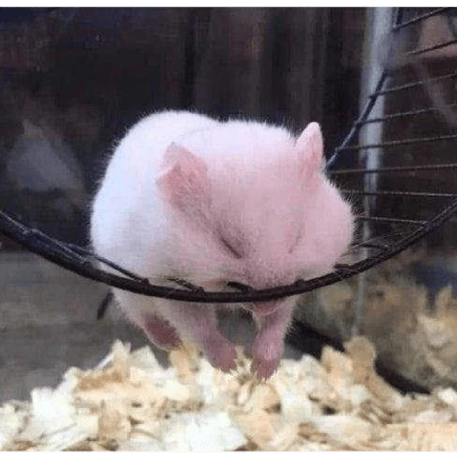 Hamster Gemoy