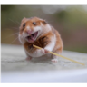 Hamster Gemoy