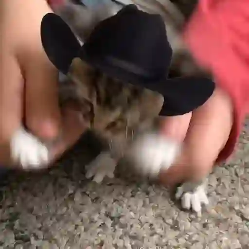 Mami, soy tu vaquero 🤠🎶