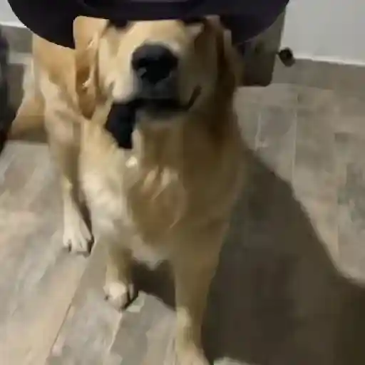 Mami, soy tu vaquero 🤠🎶