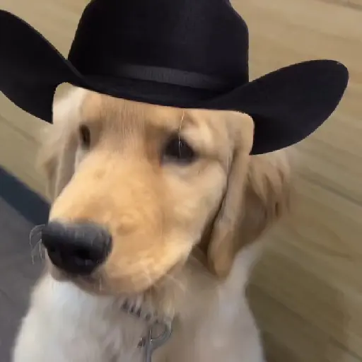 Mami, soy tu vaquero 🤠🎶