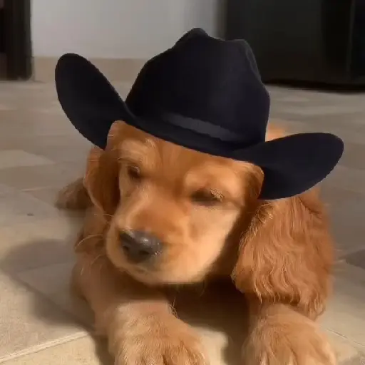Mami, soy tu vaquero 🤠🎶