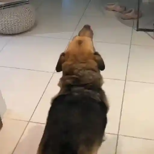 Mami, soy tu vaquero 🤠🎶