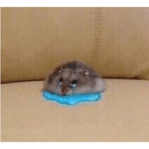 Hamsters