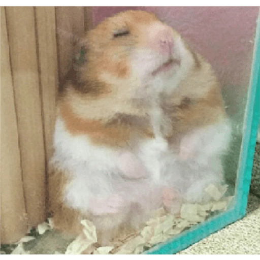 Hamsters preview