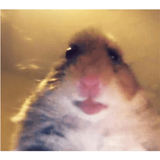Hamsters