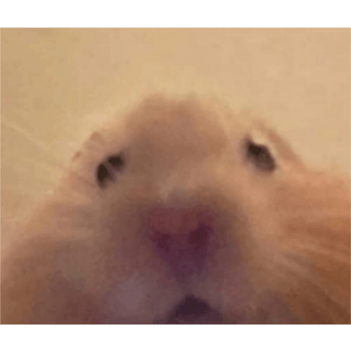 Hamsters