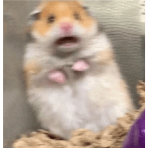 Hamsters