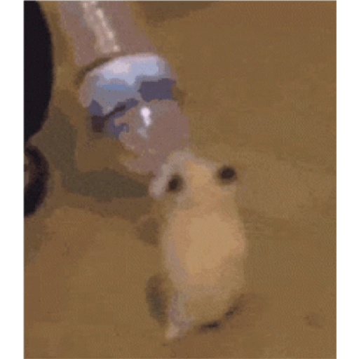 Hamsters