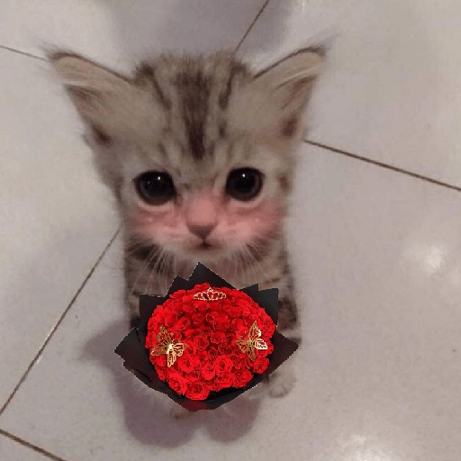 Gatitos con Flores 💐