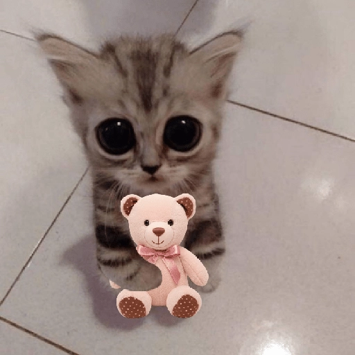 Gatitos con Flores 💐