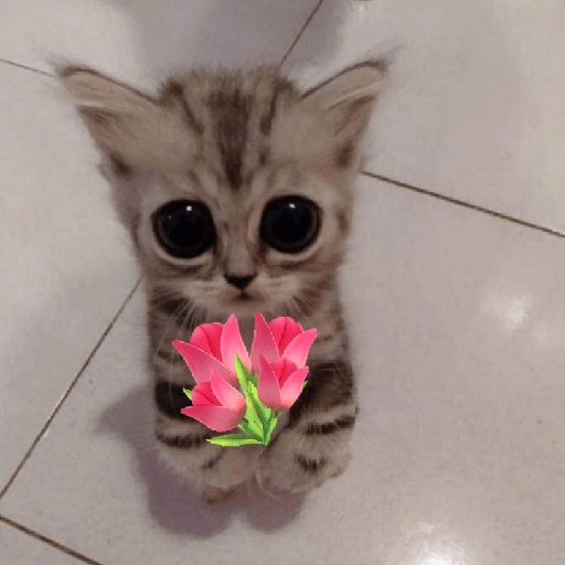 Gatitos con Flores 💐 preview