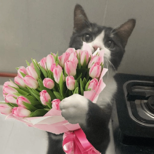 Gatitos con Flores 💐