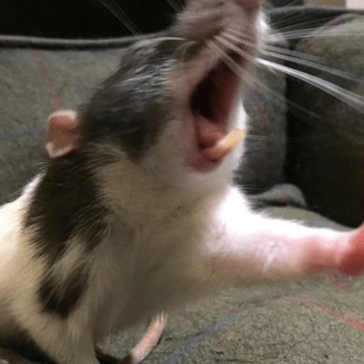 Ratitas Randoms 🧀