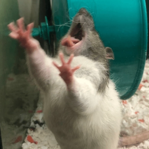 Ratitas Randoms 🧀