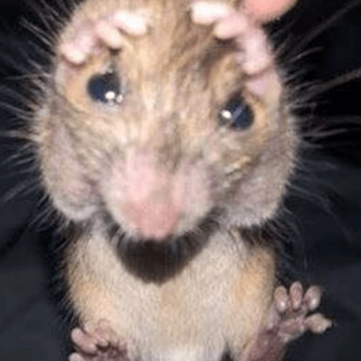 Ratitas Randoms 🧀