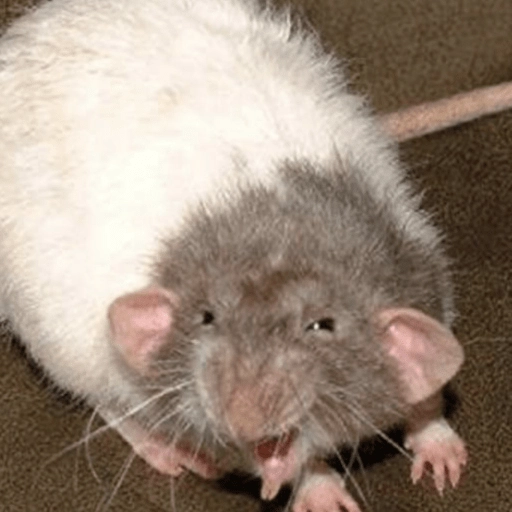 Ratitas Randoms 🧀