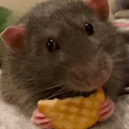 Ratitas Randoms 🧀