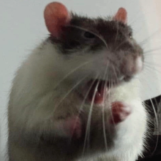 Ratitas Randoms 🧀