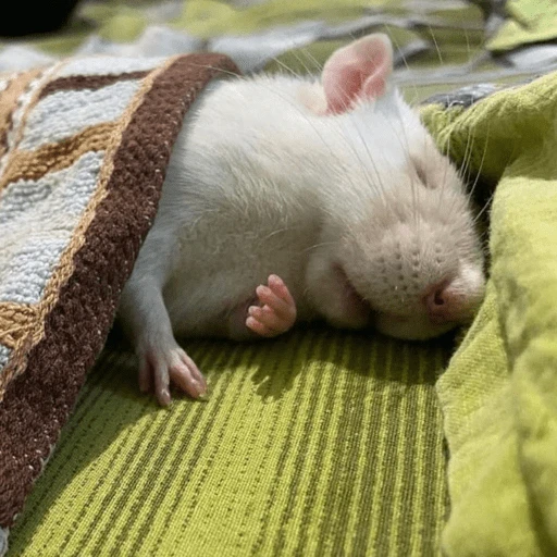 Ratitas Randoms 🧀