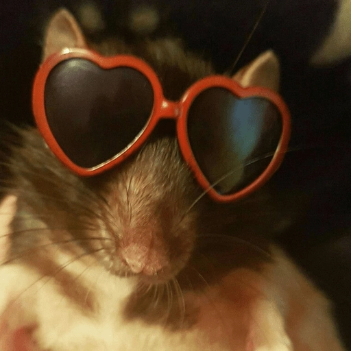 Ratitas Randoms 🧀
