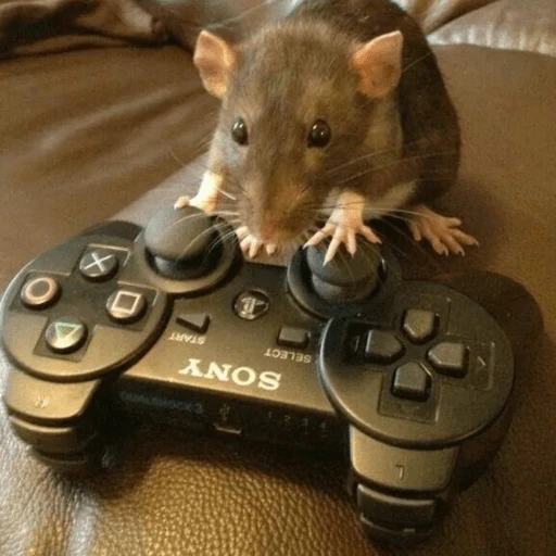 Ratitas Randoms 🧀