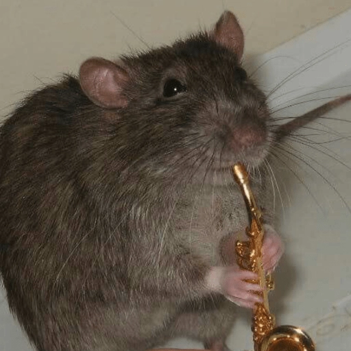 Ratitas Randoms 🧀