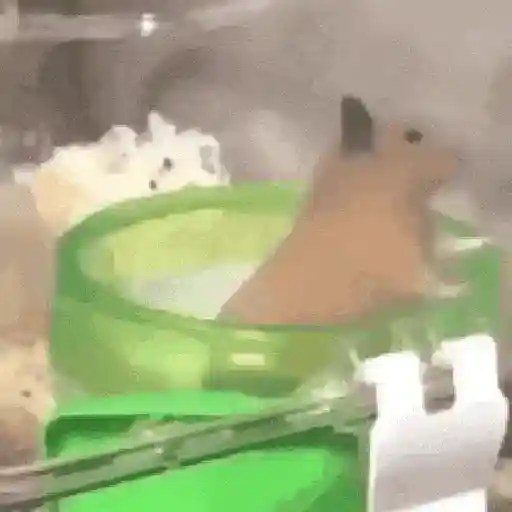Hamsters Mov 🐹
