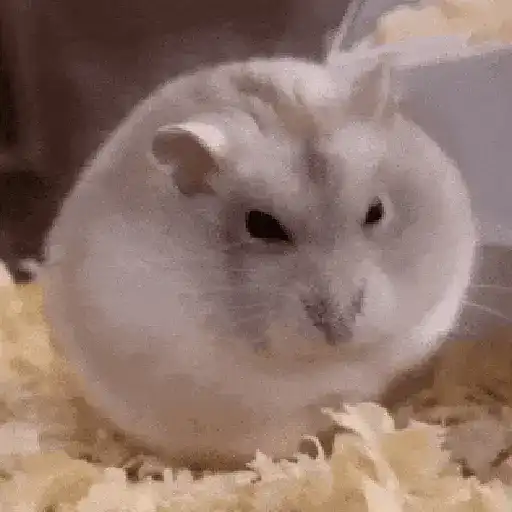Hamsters Mov 🐹